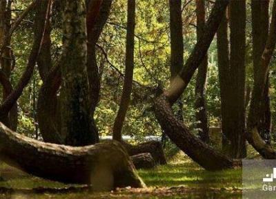 معروف ترین جنگل لهستان با درختانی کج