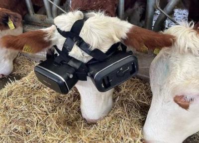 افزایش شیردهی گاوها با واقعیت مجازی، دوربین های سه بعدی راه حل نو دامداران