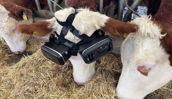 افزایش شیردهی گاوها با واقعیت مجازی، دوربین های سه بعدی راه حل نو دامداران