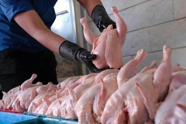 قیمت تازه گوشت مرغ در بازار ، فیله مرغ کیلویی 139 هزار تومان